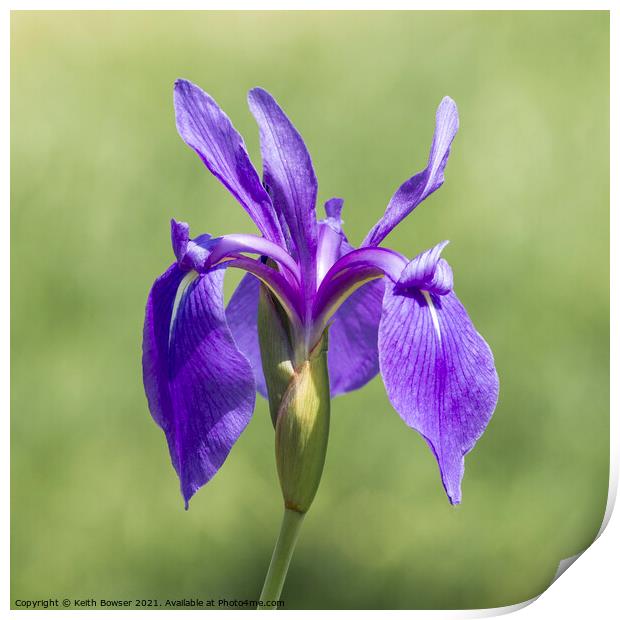 Blue Water Iris Print by Keith Bowser