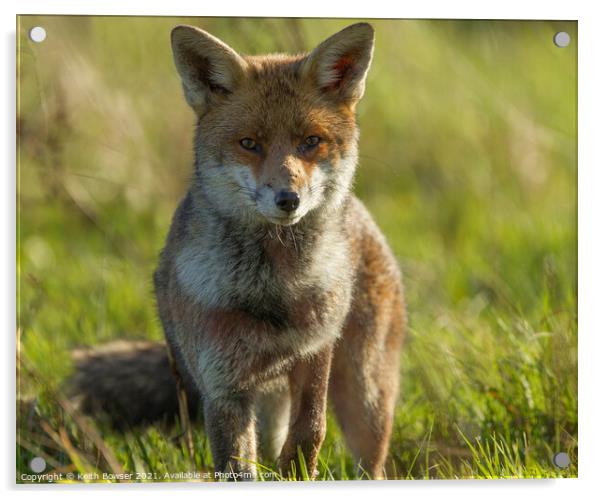 Red fox  Acrylic by Keith Bowser