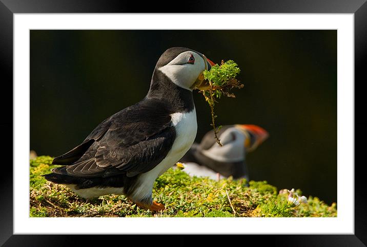 Nesting Time Framed Mounted Print by Mark Robson