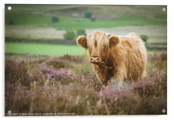 Highland Cattle on Baslow Edge  Acrylic by Bob Kent