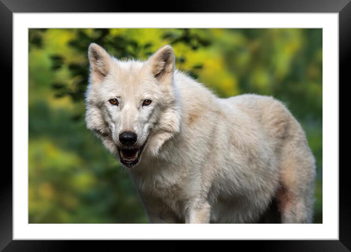 White Wolf Framed Mounted Print by Arterra 
