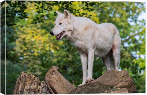 White Wolf in Forest Canvas Print by Arterra 