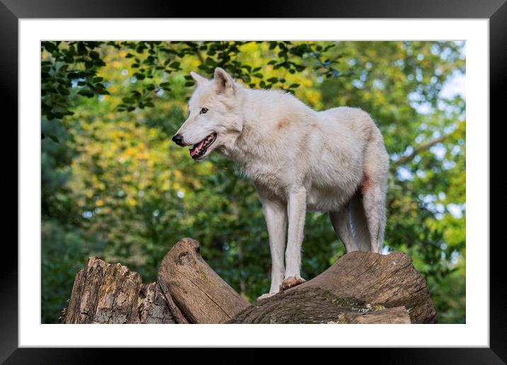 White Wolf in Forest Framed Mounted Print by Arterra 