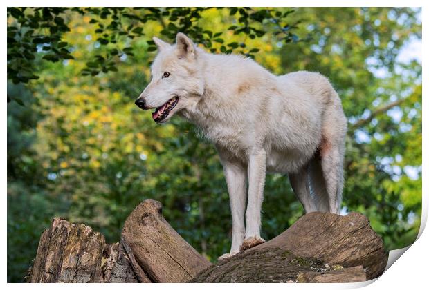 White Wolf in Forest Print by Arterra 
