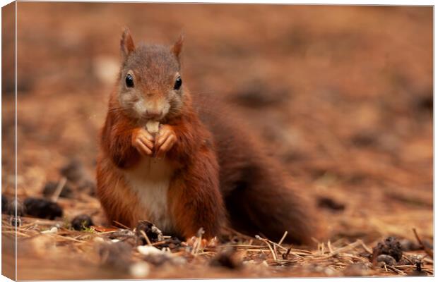 Red squirrel eating a nut a Formby Canvas Print by Jonathan Thirkell