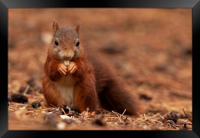 Red squirrel eating a nut a Formby Framed Print by Jonathan Thirkell