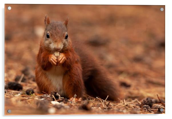 Red squirrel eating a nut a Formby Acrylic by Jonathan Thirkell