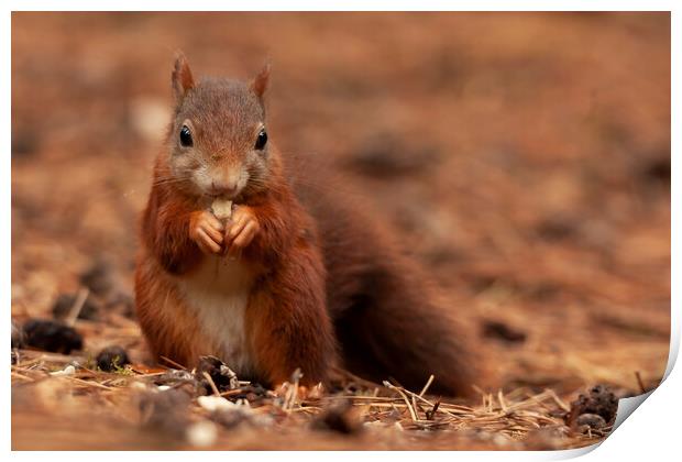 Red squirrel eating a nut a Formby Print by Jonathan Thirkell