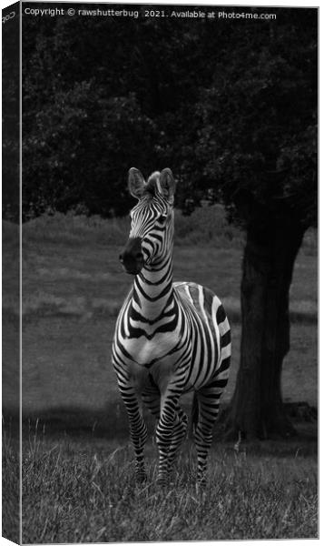 Zebra By The Tree Canvas Print by rawshutterbug 