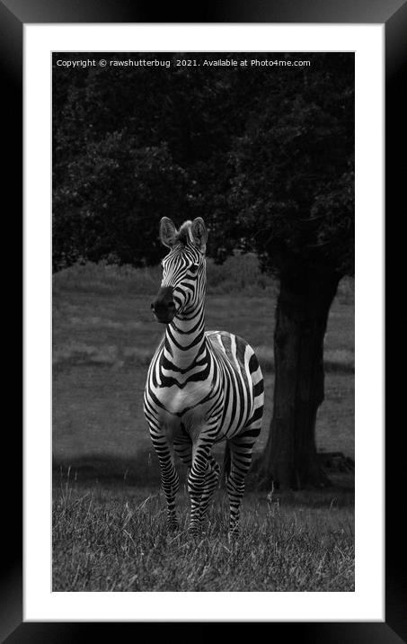 Zebra By The Tree Framed Mounted Print by rawshutterbug 