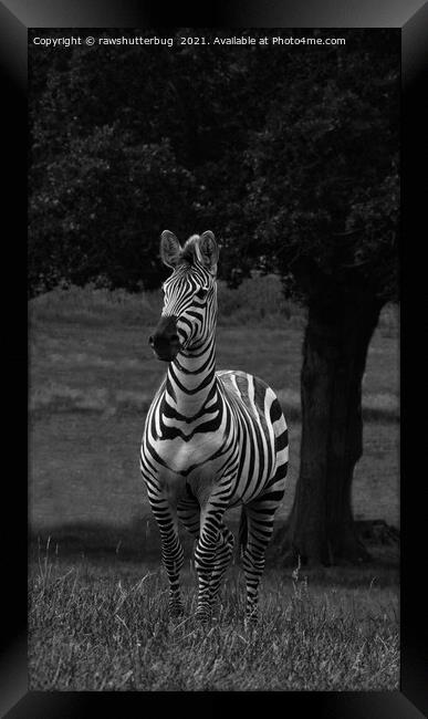 Zebra By The Tree Framed Print by rawshutterbug 