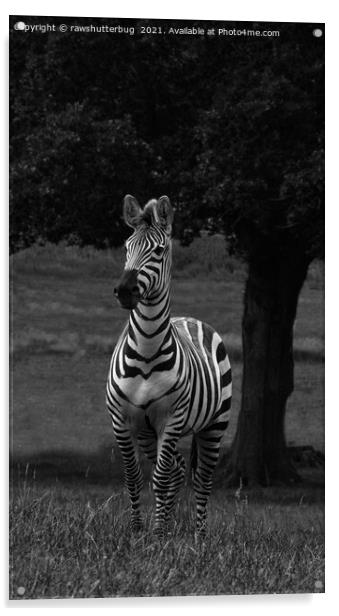 Zebra By The Tree Acrylic by rawshutterbug 