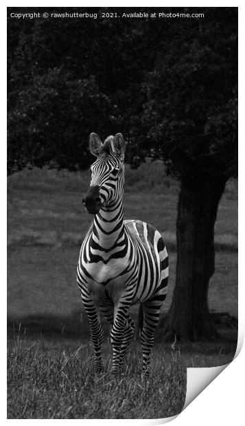 Zebra By The Tree Print by rawshutterbug 