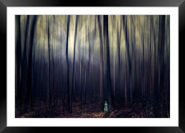 Squirrel In Da Dark Woods Framed Mounted Print by Chris Lord