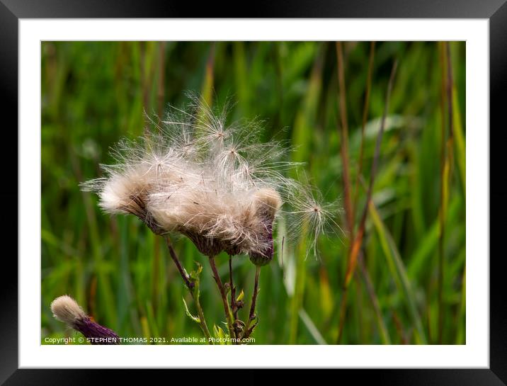 Thistle Fluff Framed Mounted Print by STEPHEN THOMAS
