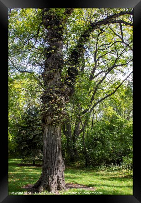 Burly Oat Framed Print by STEPHEN THOMAS