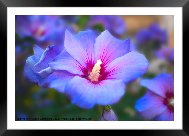 Blue Hibiscus  Framed Mounted Print by Alison Chambers