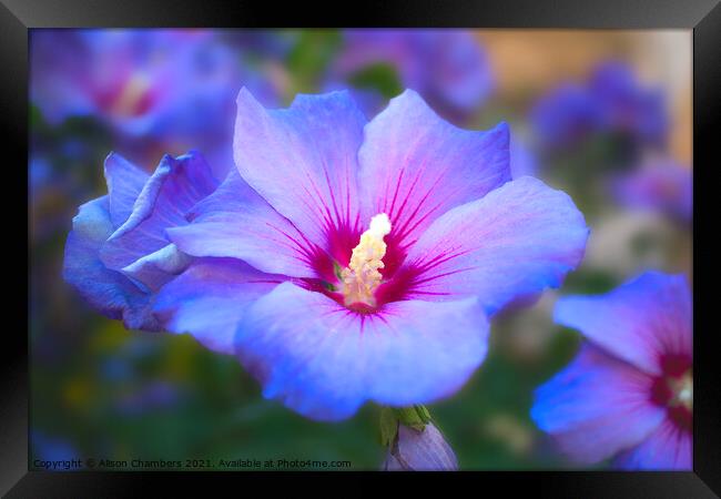 Blue Hibiscus  Framed Print by Alison Chambers