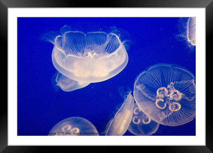 Moon Jellyfish 2 Framed Mounted Print by Tricia Frances