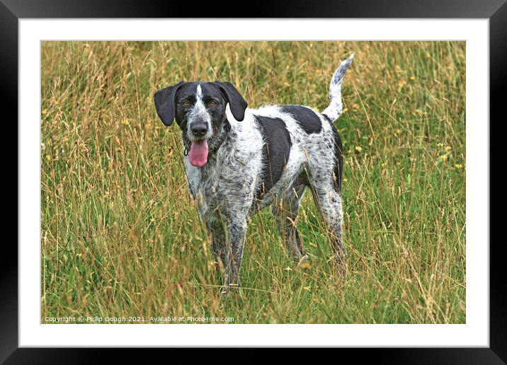 Animal dog Framed Mounted Print by Philip Gough