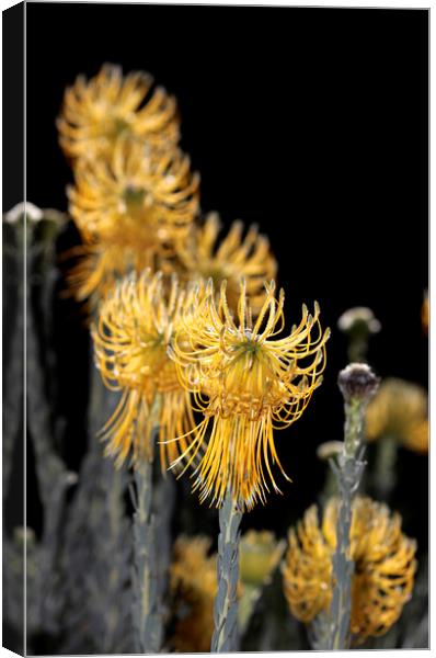 Yellow Rocket Pincushion Proteas on black Canvas Print by Neil Overy