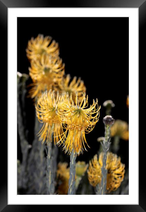 Yellow Rocket Pincushion Proteas on black Framed Mounted Print by Neil Overy