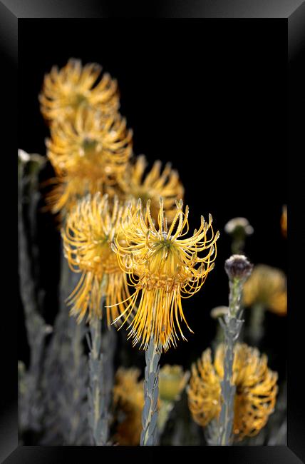 Yellow Rocket Pincushion Proteas on black Framed Print by Neil Overy