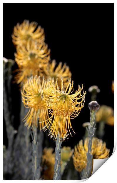 Yellow Rocket Pincushion Proteas on black Print by Neil Overy