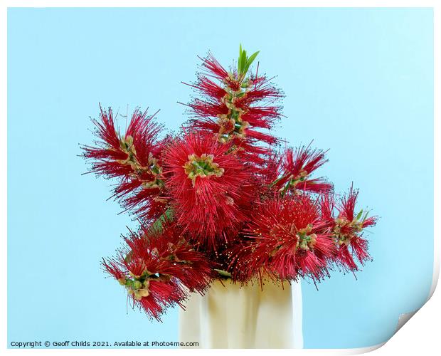 Red Bottlebrush flowering plant in a vase.  Print by Geoff Childs
