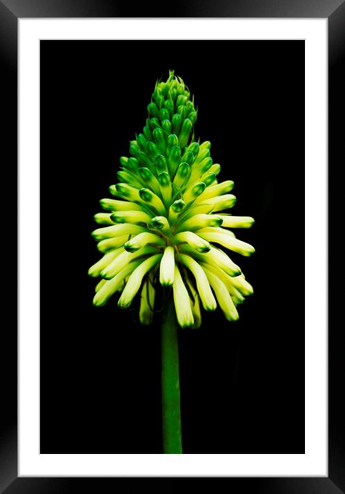 Fortest Lily 2 on black Framed Mounted Print by Neil Overy