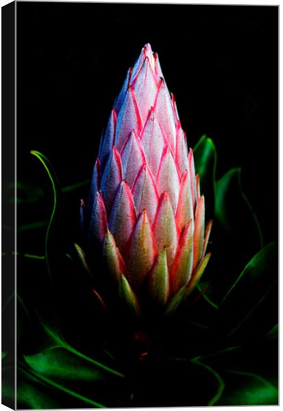 King Protea Flower Bud Canvas Print by Neil Overy