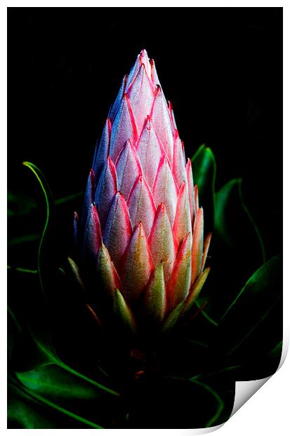 King Protea Flower Bud Print by Neil Overy