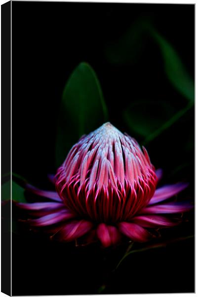 Sugarbush Protea Flower on black Canvas Print by Neil Overy
