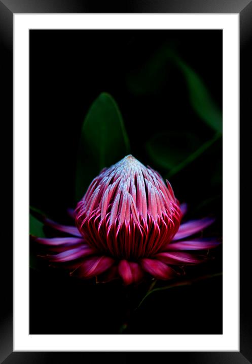 Sugarbush Protea Flower on black Framed Mounted Print by Neil Overy