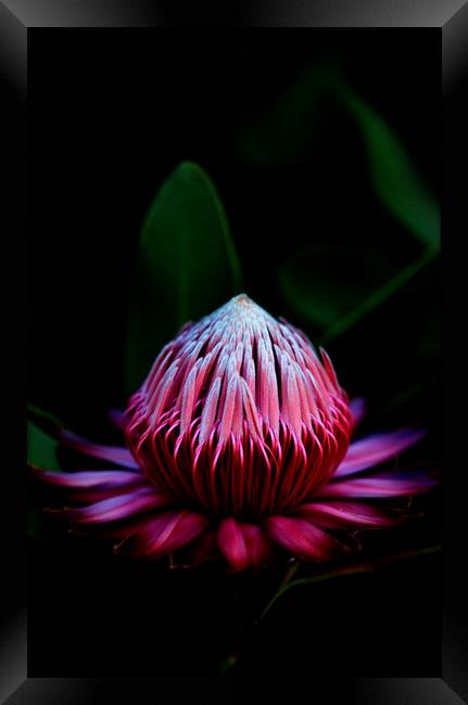 Sugarbush Protea Flower on black Framed Print by Neil Overy