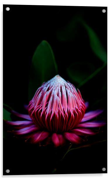 Sugarbush Protea Flower on black Acrylic by Neil Overy