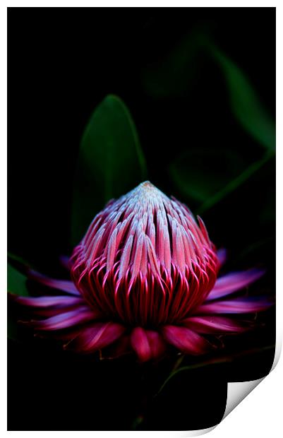 Sugarbush Protea Flower on black Print by Neil Overy