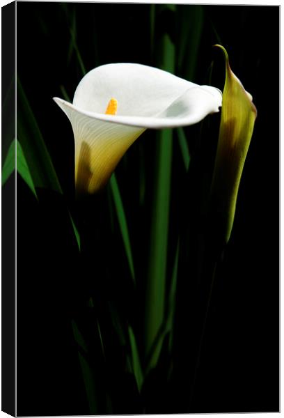 Arum Lily on black Canvas Print by Neil Overy