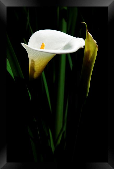 Arum Lily on black Framed Print by Neil Overy