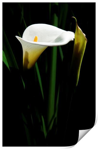 Arum Lily on black Print by Neil Overy