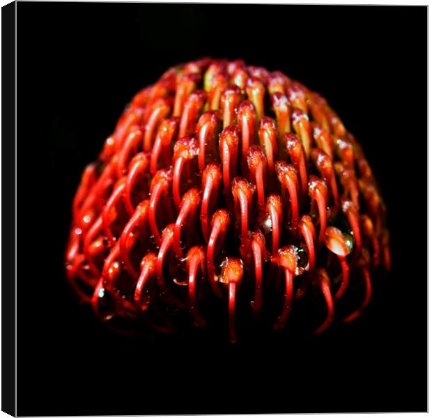 Scarlet Ribbon Pincushion Protea on black 3 Canvas Print by Neil Overy