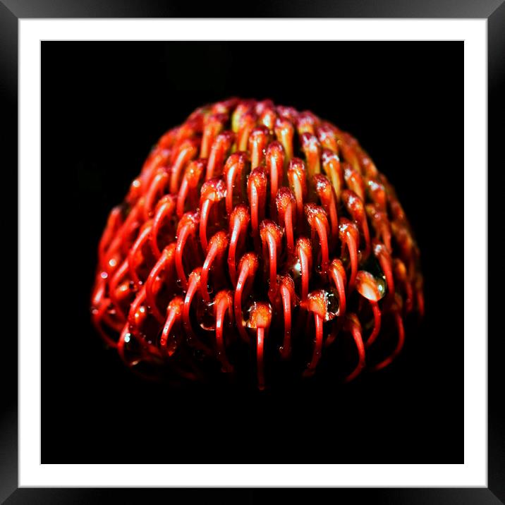 Scarlet Ribbon Pincushion Protea on black 3 Framed Mounted Print by Neil Overy