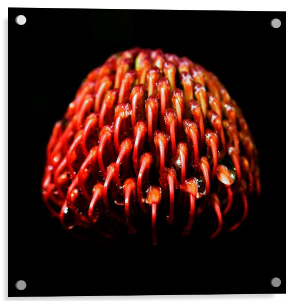 Scarlet Ribbon Pincushion Protea on black 3 Acrylic by Neil Overy