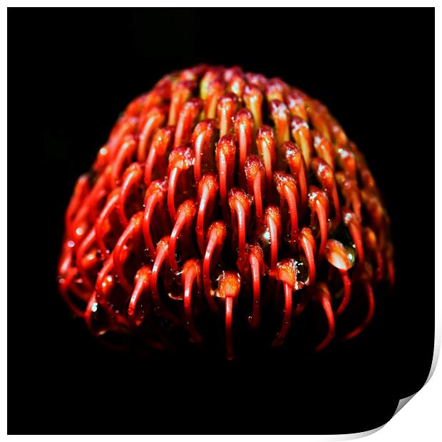 Scarlet Ribbon Pincushion Protea on black 3 Print by Neil Overy