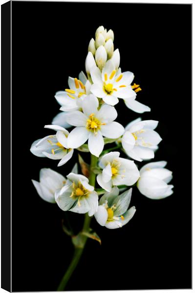 Chincherinchee flower on black Canvas Print by Neil Overy