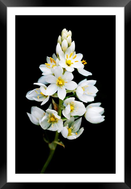 Chincherinchee flower on black Framed Mounted Print by Neil Overy