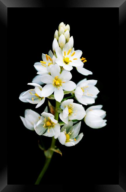 Chincherinchee flower on black Framed Print by Neil Overy