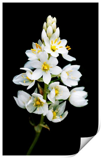 Chincherinchee flower on black Print by Neil Overy