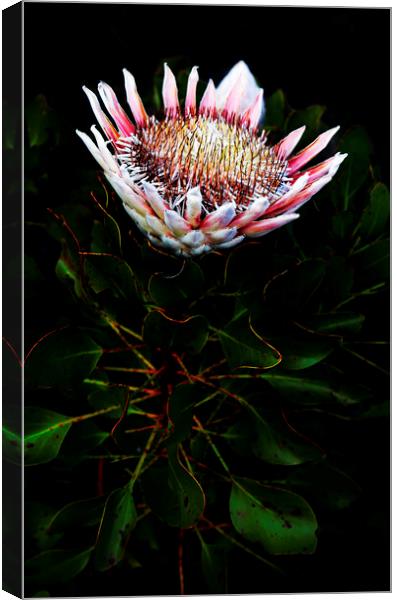King Protea Flower on Black Canvas Print by Neil Overy