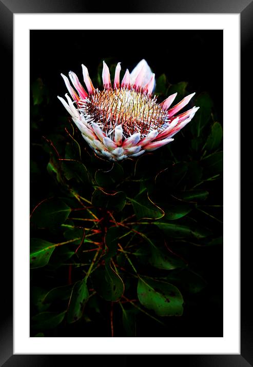 King Protea Flower on Black Framed Mounted Print by Neil Overy